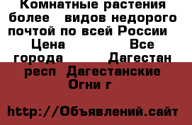 Комнатные растения более200видов недорого почтой по всей России › Цена ­ 100-500 - Все города  »    . Дагестан респ.,Дагестанские Огни г.